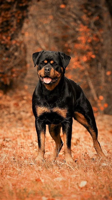 givenchy rottweiler wallpaper